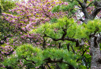 Cherry Blossom in Japan