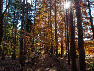 メタセコイア　並木　光芒　紅葉　神代植物公園