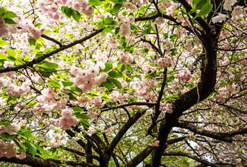 Cherry Blossom in Japan