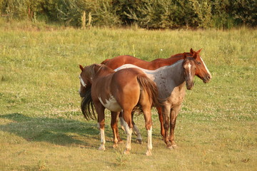 Three speckled Horses in a field