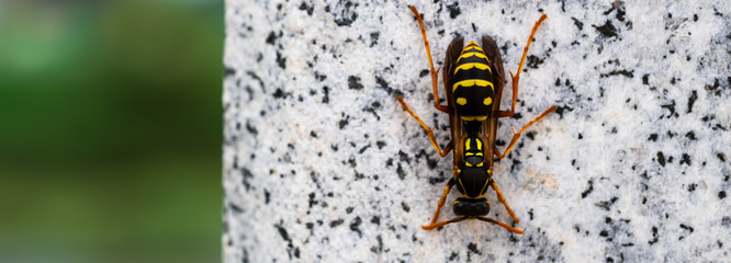 Closeup of a yellow jacket wasp on marble concrete. 