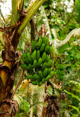 Obraz premium Banana tree with bunch of growing green bananas, plantation rain-forest