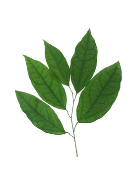 Leaves of Tiliacora triandra or Bai Ya Nang Isolated on white background. Medicinal plants,Thai herb.