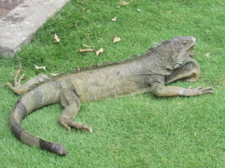 GUAYAQUIL, ECUADOR.  PARQUE SEMINARIO - PARQUE DE LAS IGUANAS