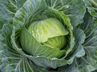 キャベツ