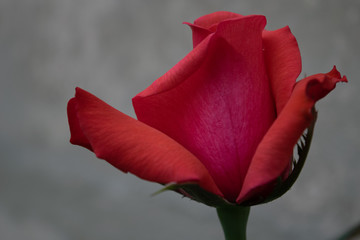single  rose close up 