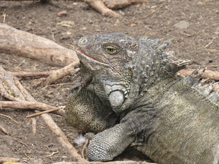GUAYAQUIL, ECUADOR.  PARQUE SEMINARIO - PARQUE DE LAS IGUANAS