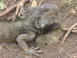 GUAYAQUIL, ECUADOR.  PARQUE SEMINARIO - PARQUE DE LAS IGUANAS