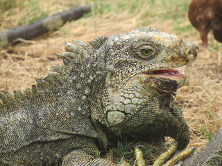 GUAYAQUIL, ECUADOR.  PARQUE SEMINARIO - PARQUE DE LAS IGUANAS