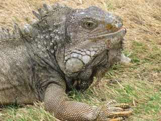 GUAYAQUIL, ECUADOR.  PARQUE SEMINARIO - PARQUE DE LAS IGUANAS