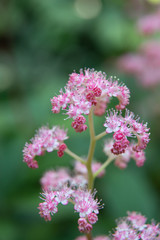 Beautiful summer garden plants
