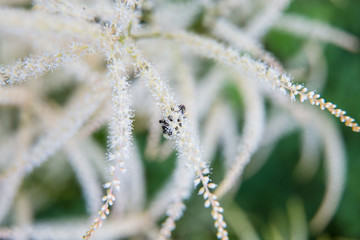 Beautiful summer garden plants