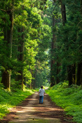 Fototapeta na wymiar 日光の杉並木を歩く女性 