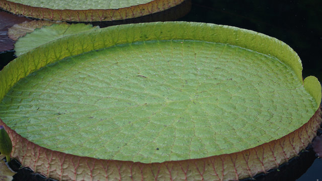 Giant lily pad in a pond
