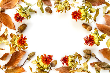 秋の背景素材、ドングリ、紅花、白背景、フレーム、コピースペース