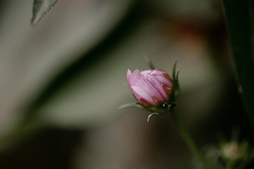tiny flower bud