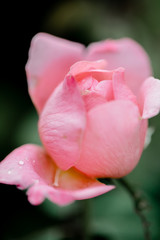 pink rose close up