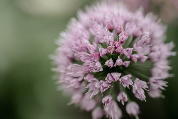 macro of a Allium 