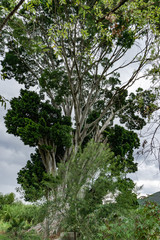 El pequeño gran arbol