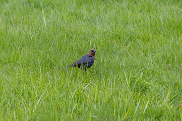 Brown-Headed Cowbird in the grass looking for a quick meal