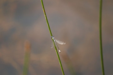 Close up of a dragonfly on grass