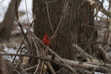 A Cardinal sitting on a pile of branches from a fallen tree