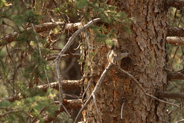 Squirrel chirping on an evergreen branch