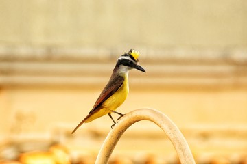 great tit parus major