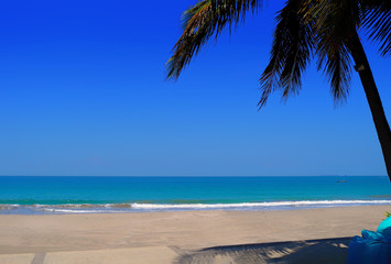 palm trees on the beach