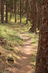 Fototapeta premium footpath in the woods in the afternoon light