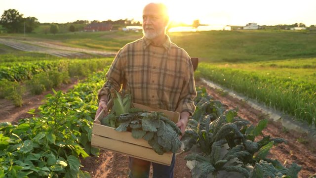 Portrait of senior caucasian good looking wise man farmer looking at the side, turning face to the camera in a field.