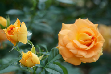 島田のバラ園、オレンジのバラが咲いていました。