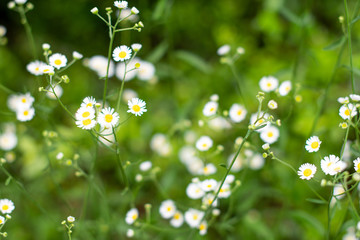 Field of white daisies with green meadow grasses in the woods ~PUSHING UP DAISIES~