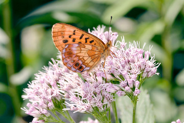 吸蜜するホソバヒョウモン（北海道・上川町）