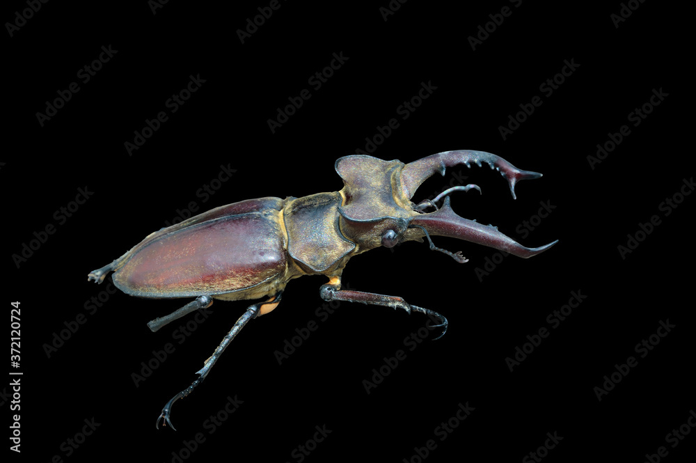 Sticker Male of stag-beetle (Lucanus maculifemoratus)