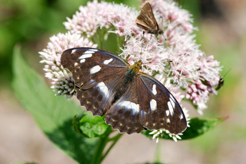 メスグロヒョウモンの雌（北海道・鹿追町）