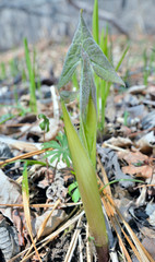 Young herb (Cacalia hastata)
