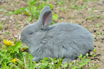 Young rabbit 7