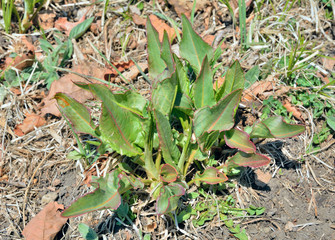 Leaves of sorrel