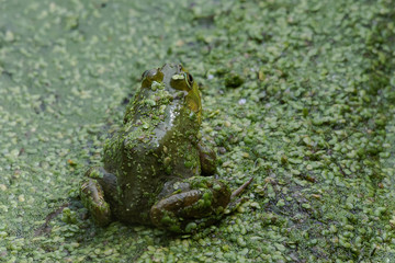 Frog covered in swamp water