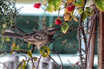 red winged blackbird