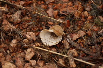 Washed up shell on a rocky beach