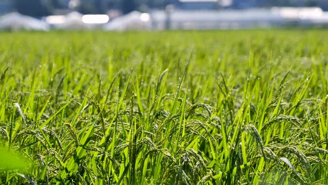 日本の田舎の稲作の風景