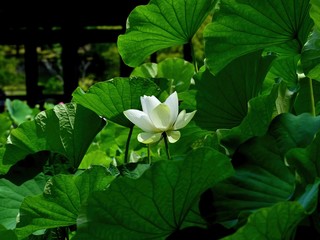 ひっそりと咲く満開の白いハス＠大阪