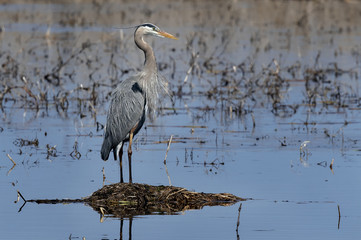 Great Blue Heron standing on a nest in the middle of water