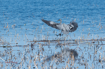 Great Blue Heron showing off it's impressive wingspan while coming in for a landing