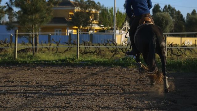 Slow motion close up of a horse galloping in the padock