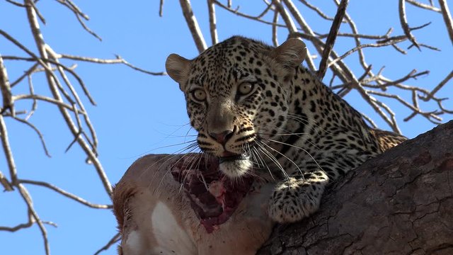 Close-up of an angry leopard snarling, hissing and growling as it protects a fresh kill from up in a tree.
