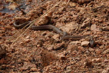 Snake on a rocky beach