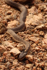 Snake on a rocky beach